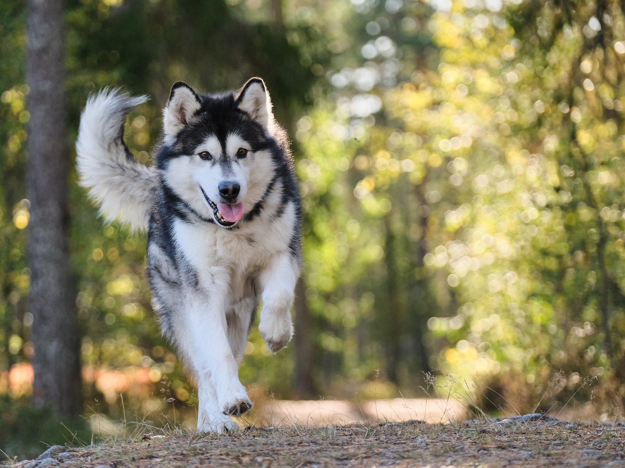 The Best Dog Breeds for Active Lifestyles